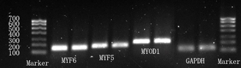 MYOD1